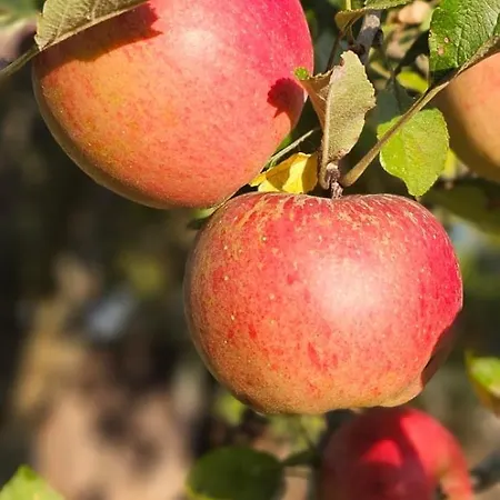 Domaine Normence En Baie Du Mont St Michel בית נופש Marcilly (Manche)