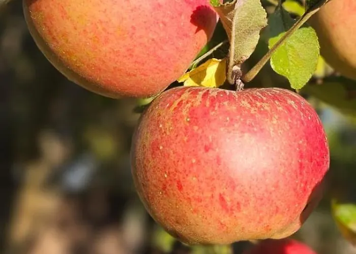 Domaine Normence En Baie Du Mont St Michel 펜션 Marcilly (Manche)